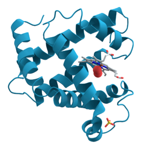 A representation of the 3D structure of the protein myoglobin showing turquoise α-helices. 