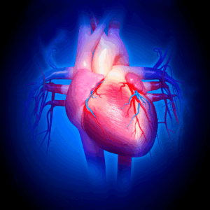 This is a digital illustration of the human heart, showing major arteries and veins. It highlights blood flow and heart anatomy in a vivid, medical style.