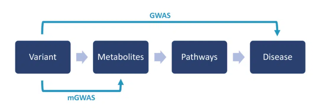 Four dark blue rectangular boxes are arranged horizontally, connected by arrows flowing left to right: Variant → Metabolites → Pathways → Disease. A teal bracket labeled "GWAS" (genome-wide association study) spans from Variant directly to Disease at the top, showing the traditional approach. Below, a smaller teal bracket labeled "mGWAS" (metabolite GWAS) connects Variant to Metabolites.